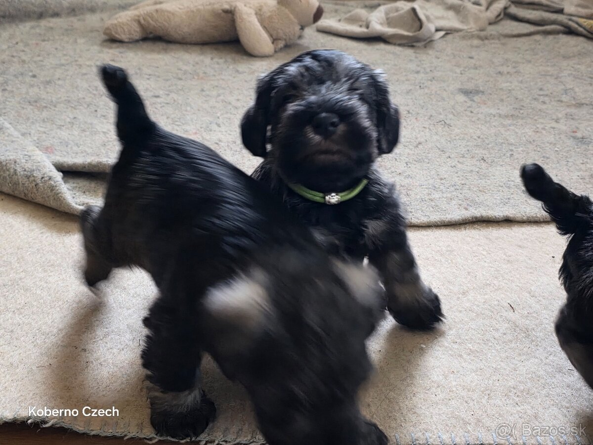 Bradáč malý korenie a sol - 3