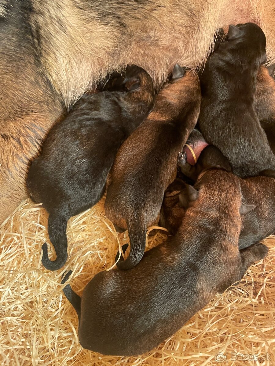 Nemecký ovčiak s PP - 3