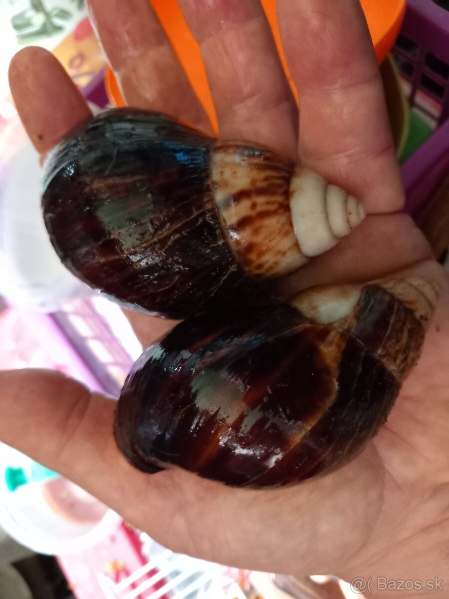 Africké slimáky - 3