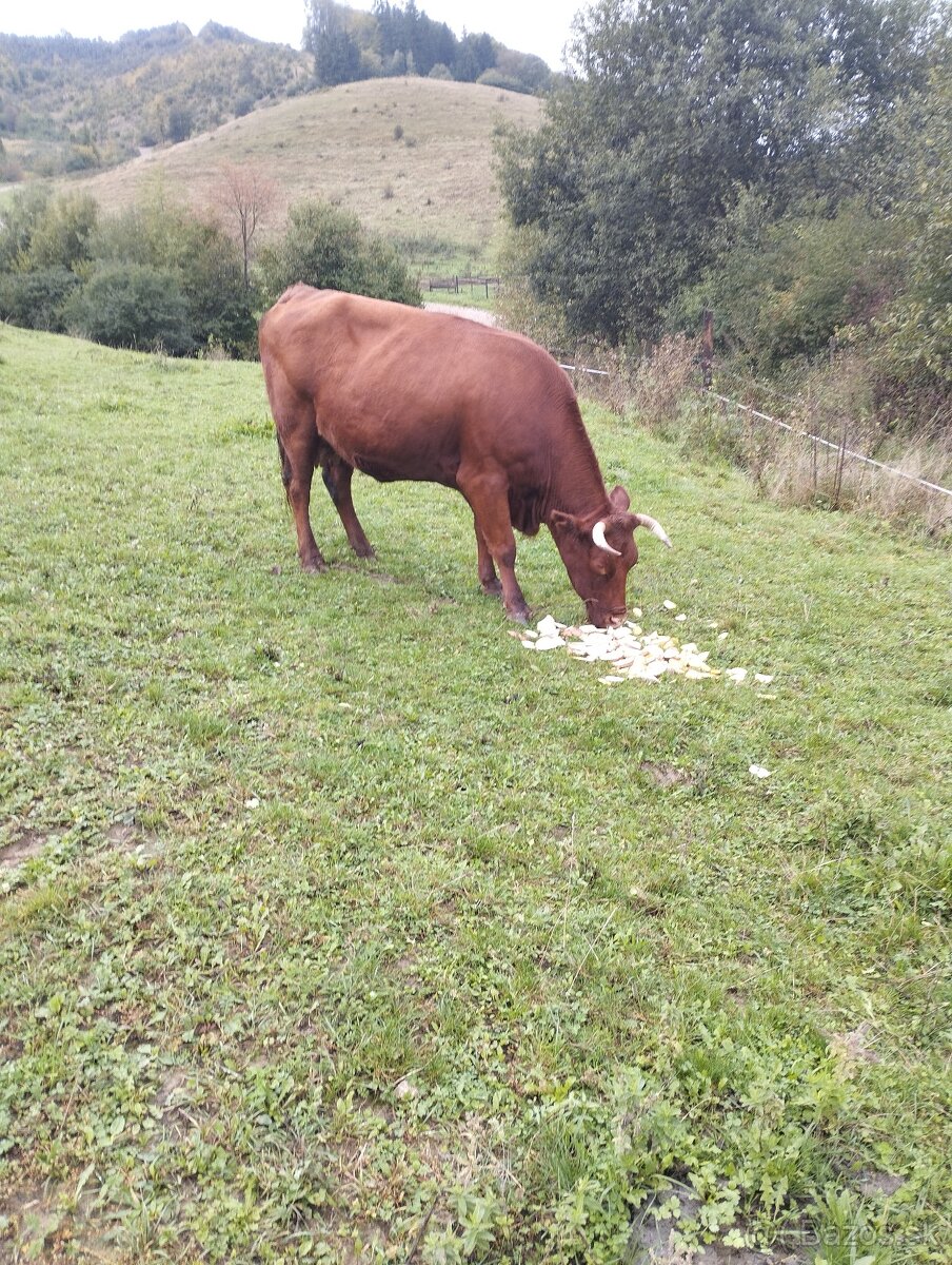 Predám telnú kravu - 3