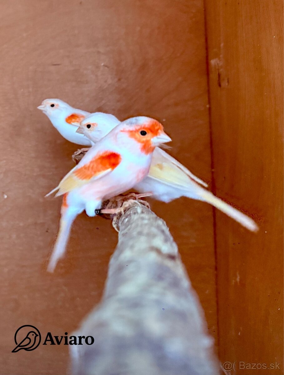 🦜Kanár mozaikový – tohtoročné mláďatá z chovu Aviaro - 3