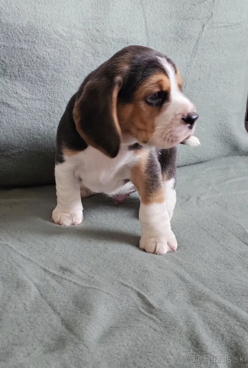 Šteniatka bígel, beagle - 3