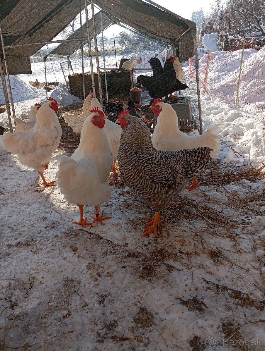 Kohúty amrox, plymutka biela - 3