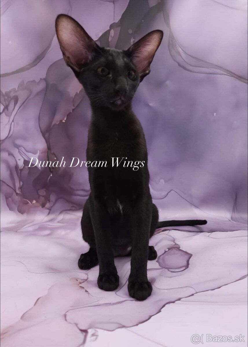 Orientální kočka s PP Dunah - 3