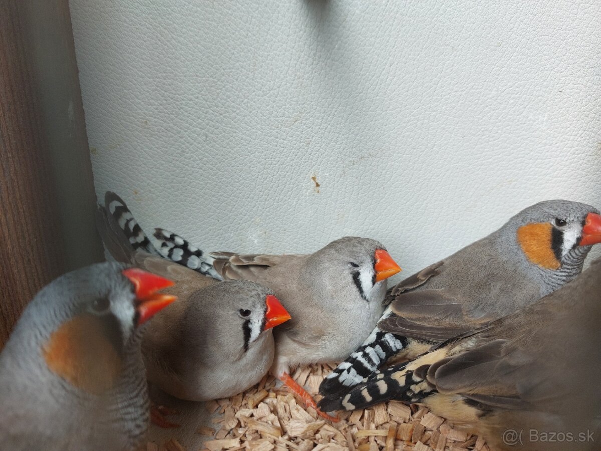 Výstavné zebričky - 3