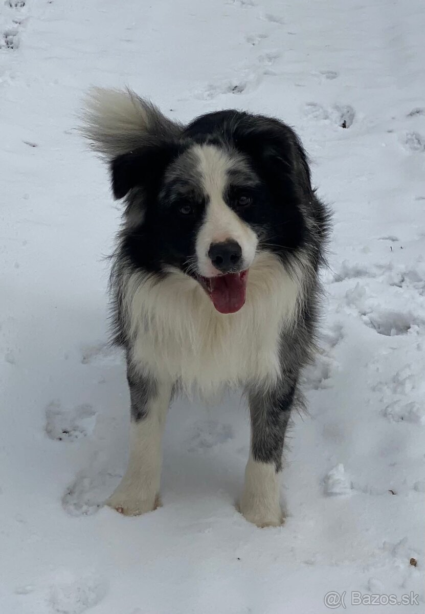 Border kólia s PP - chovný pes - 3