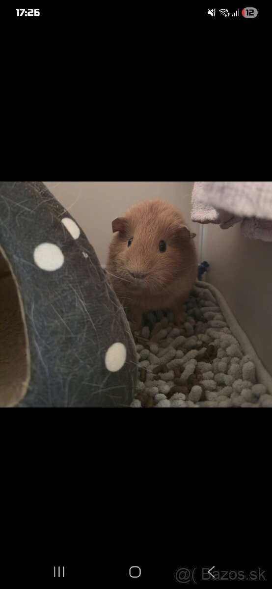 Hladkosrsté morča - 3