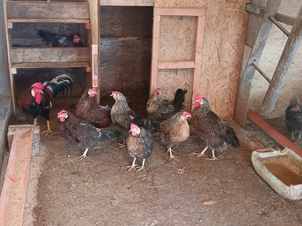 Nožnice, kohút - 3