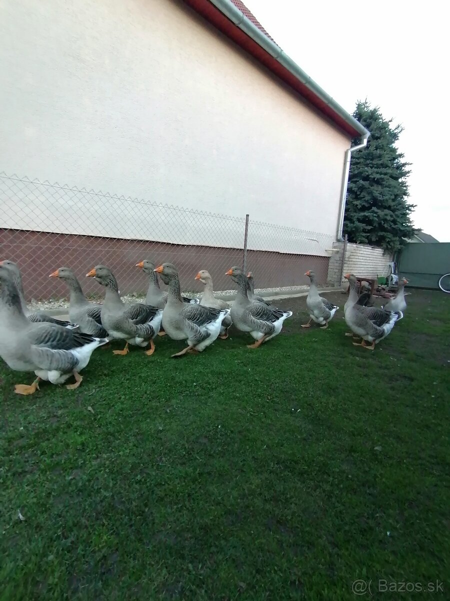 Husy landenske a tuluzske - 3