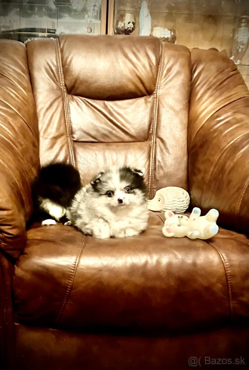 čivava/pomeranian - 3