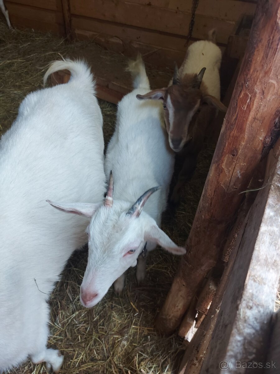 Predam mlade kozy - 3