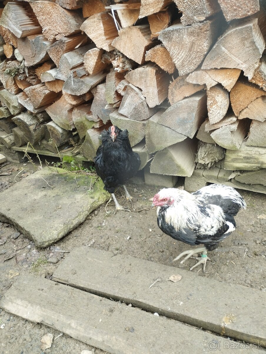 Araucana araukana - 3