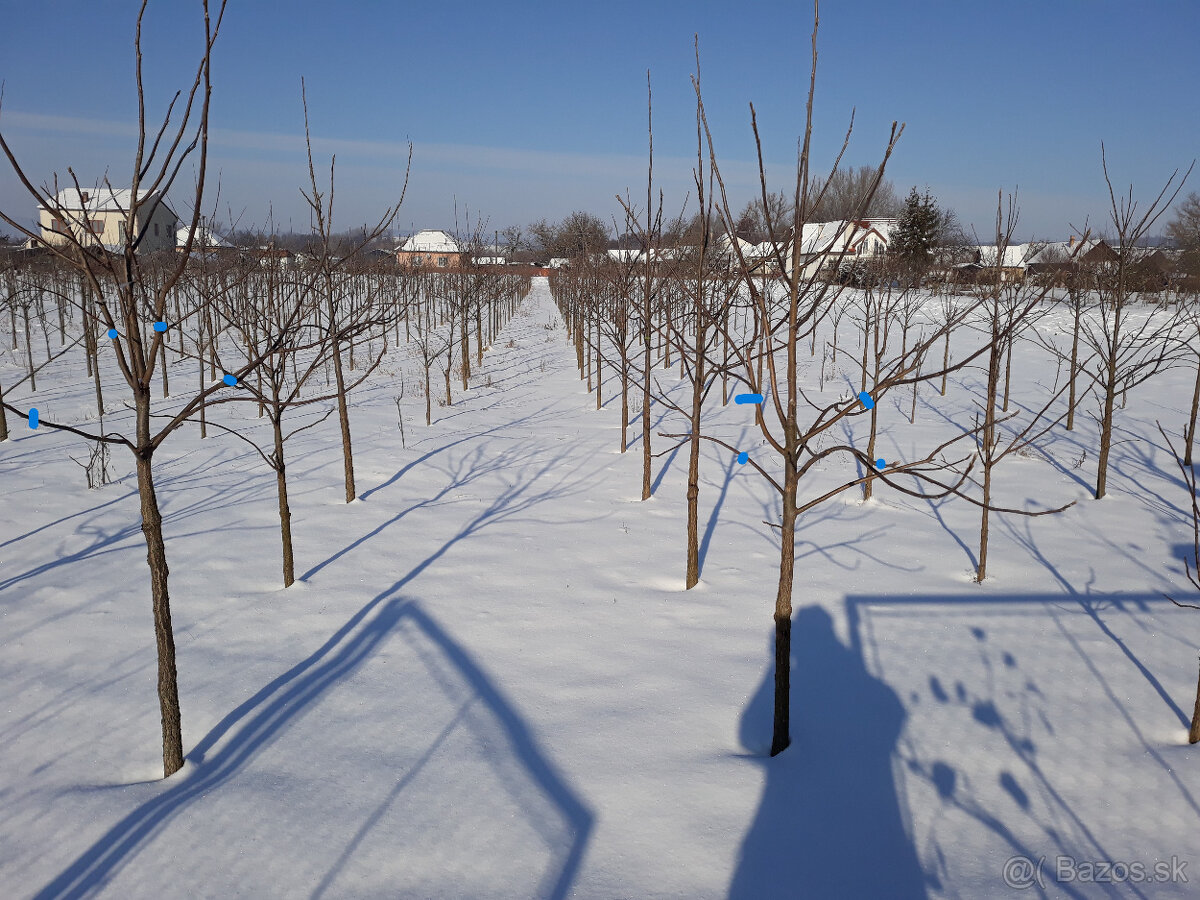 Orech čierny - sadenice. Orech čierny - Kotora - 3