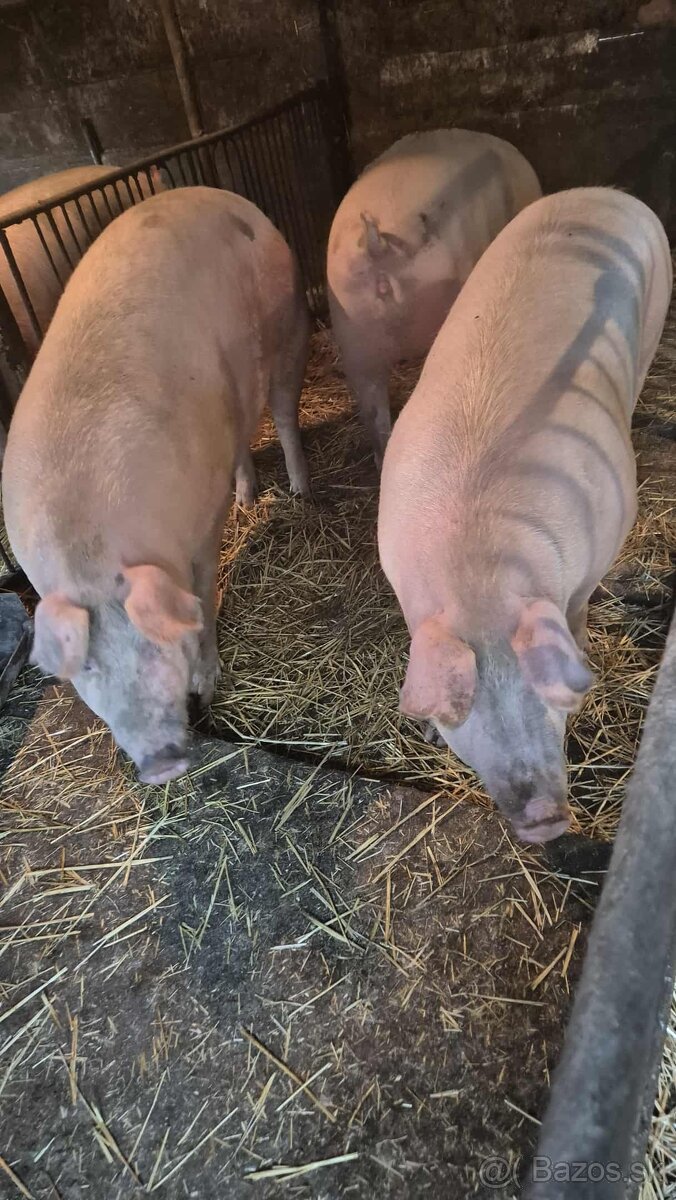 predám svine - 3