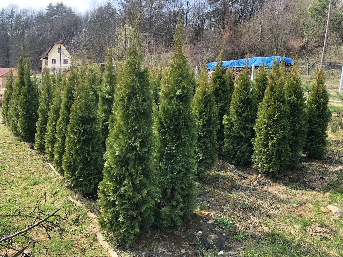 Tuje Smaragdové - 3