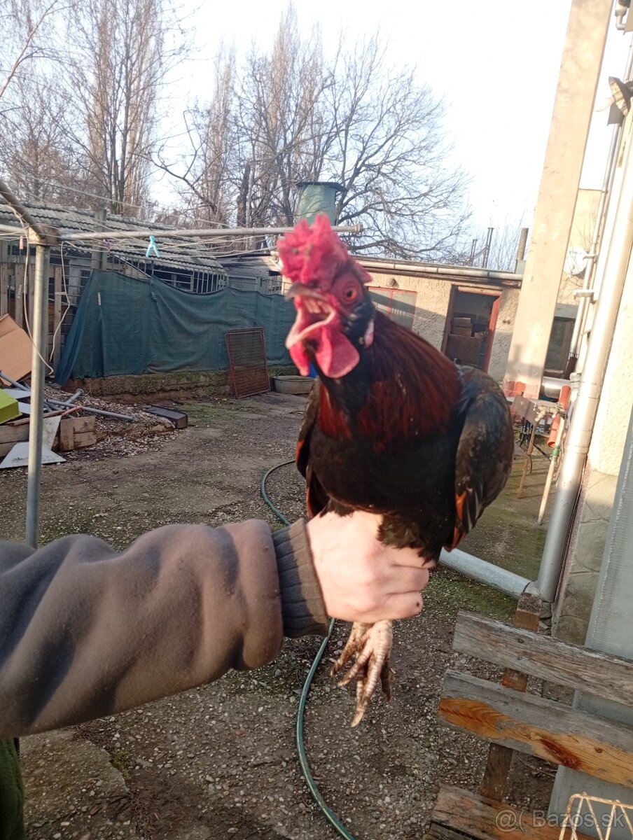 Na predaj kohuty - 3