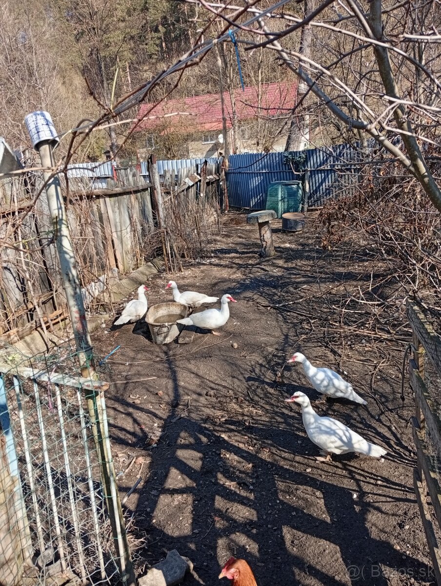 Predám kačky - 3