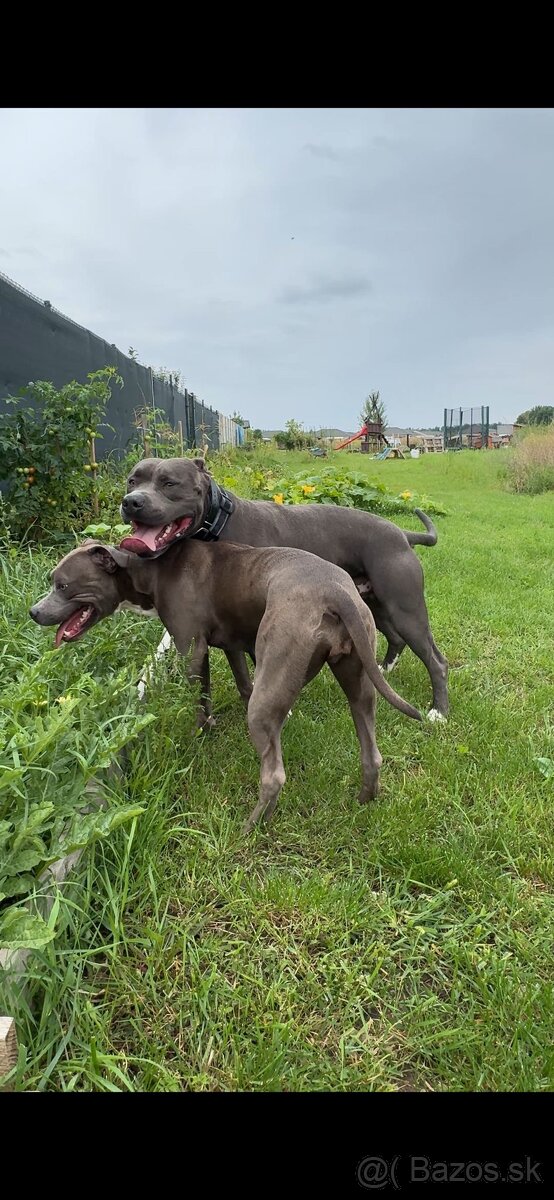 Americký stafordšírsky teriér - modro-biela farba - 3