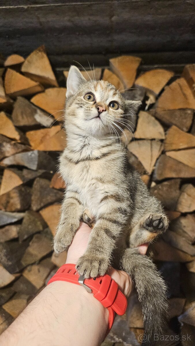 Darujem 2 mačiatka - 3