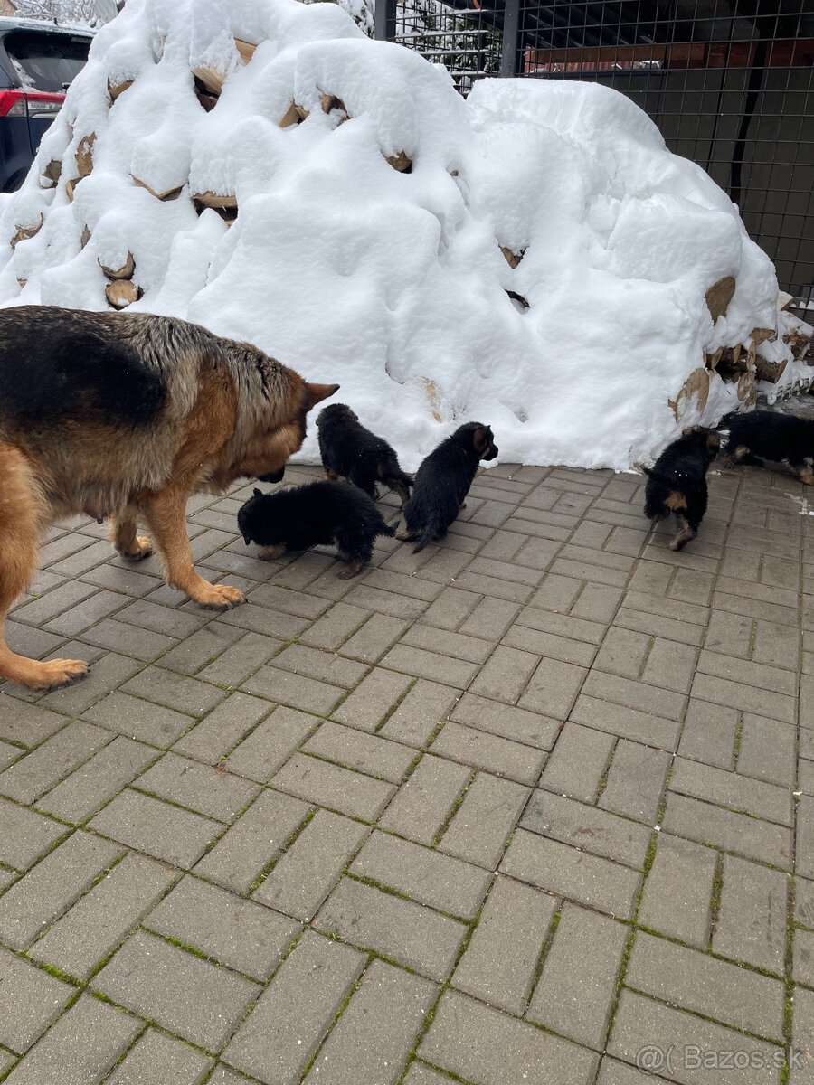 Nemecký ovčiak - 3