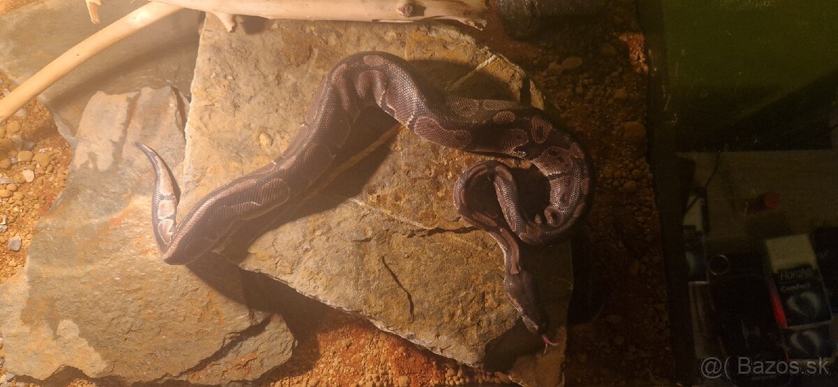 Python regius/ Krajta královská - 3
