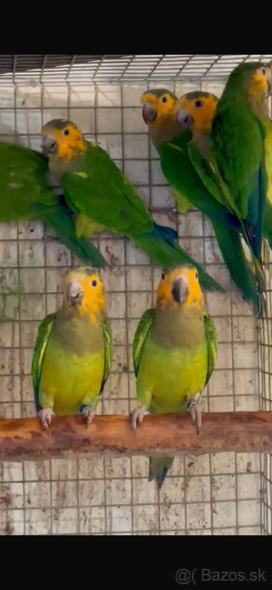 Eupsittula Pertinax Aratinga hnedo hrdlá - 3