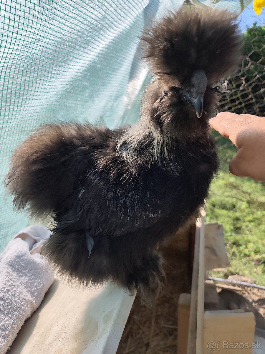 🐓Kohút Hodvabničky USA 🐓 - 3