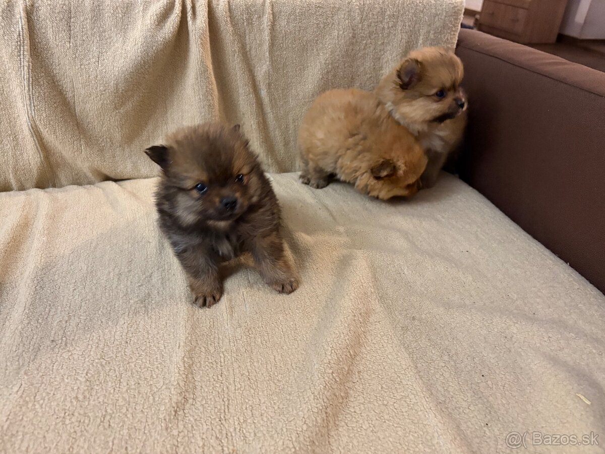 Predam pomeranian - 3