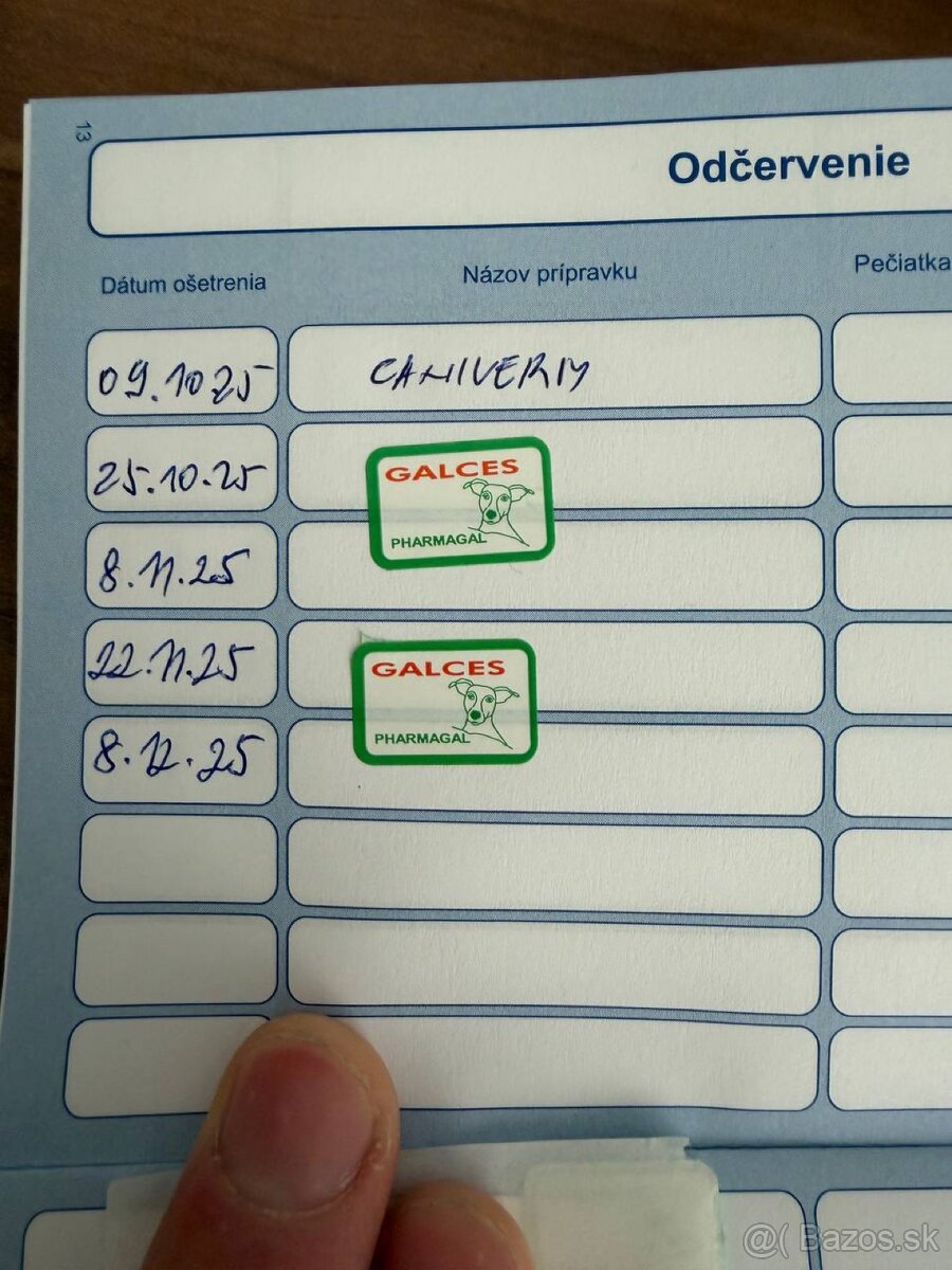 Predám šteniatko sibírskeho husky – fenka - 3