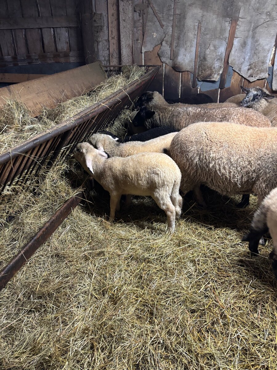 Predám jahňatá - 3