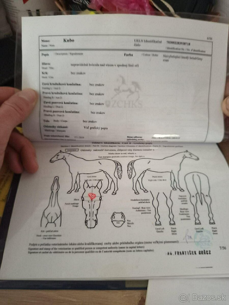 Predám ťažného žrebca - 3