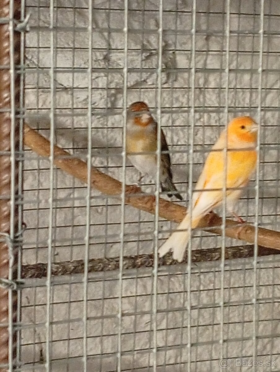 predám kanariky - 3