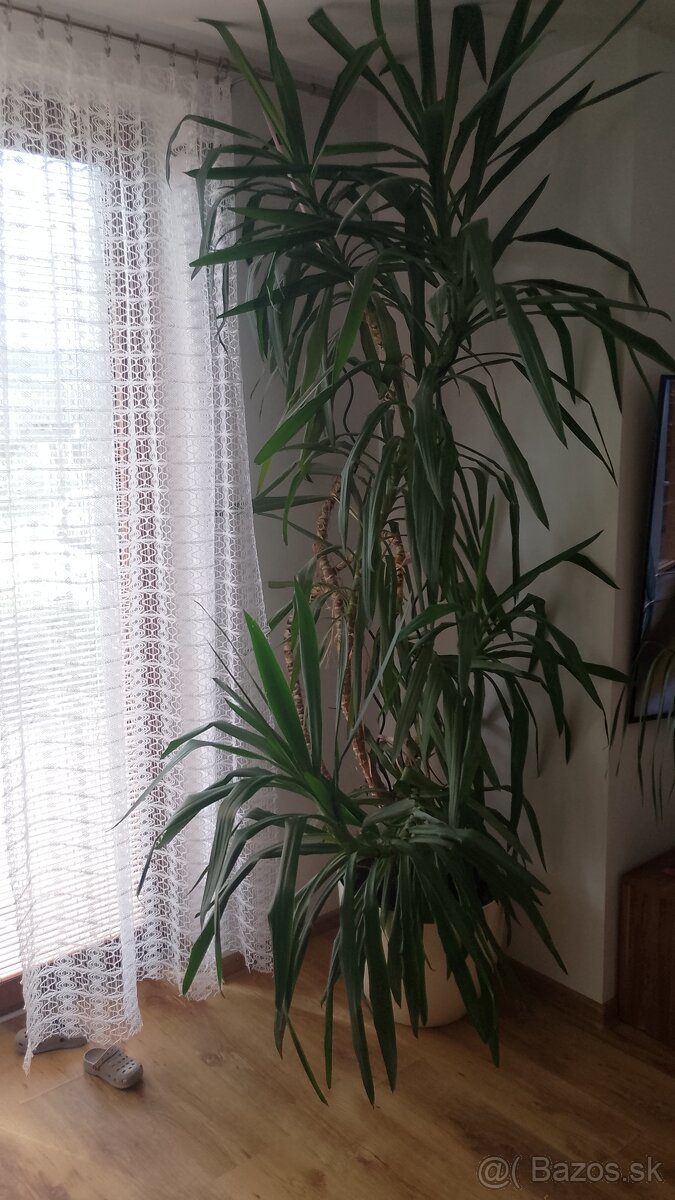 Juka/ Yucca obrovská - 3