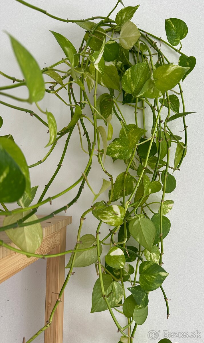 Predám Epipremnum vo váze č.28 za 7€ - 3