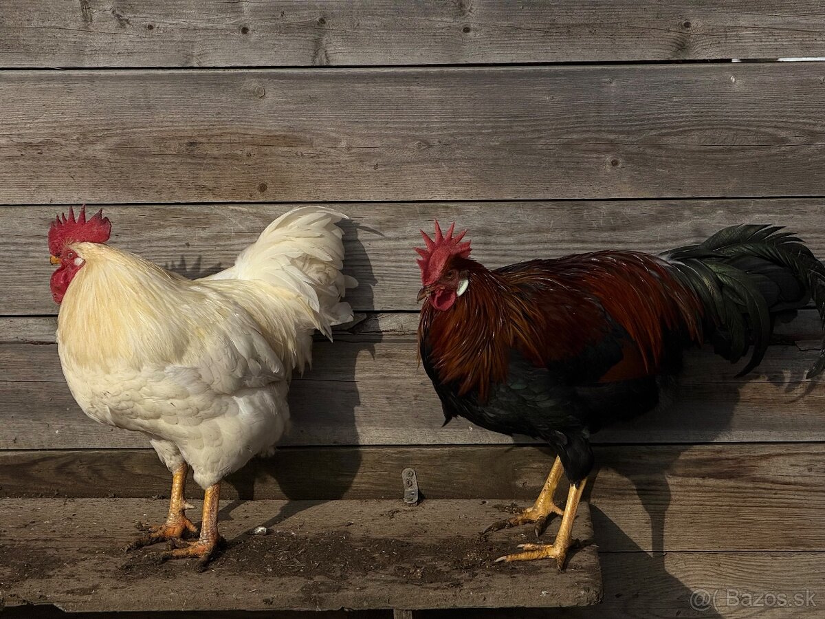 Predám mladé kohúty - 3