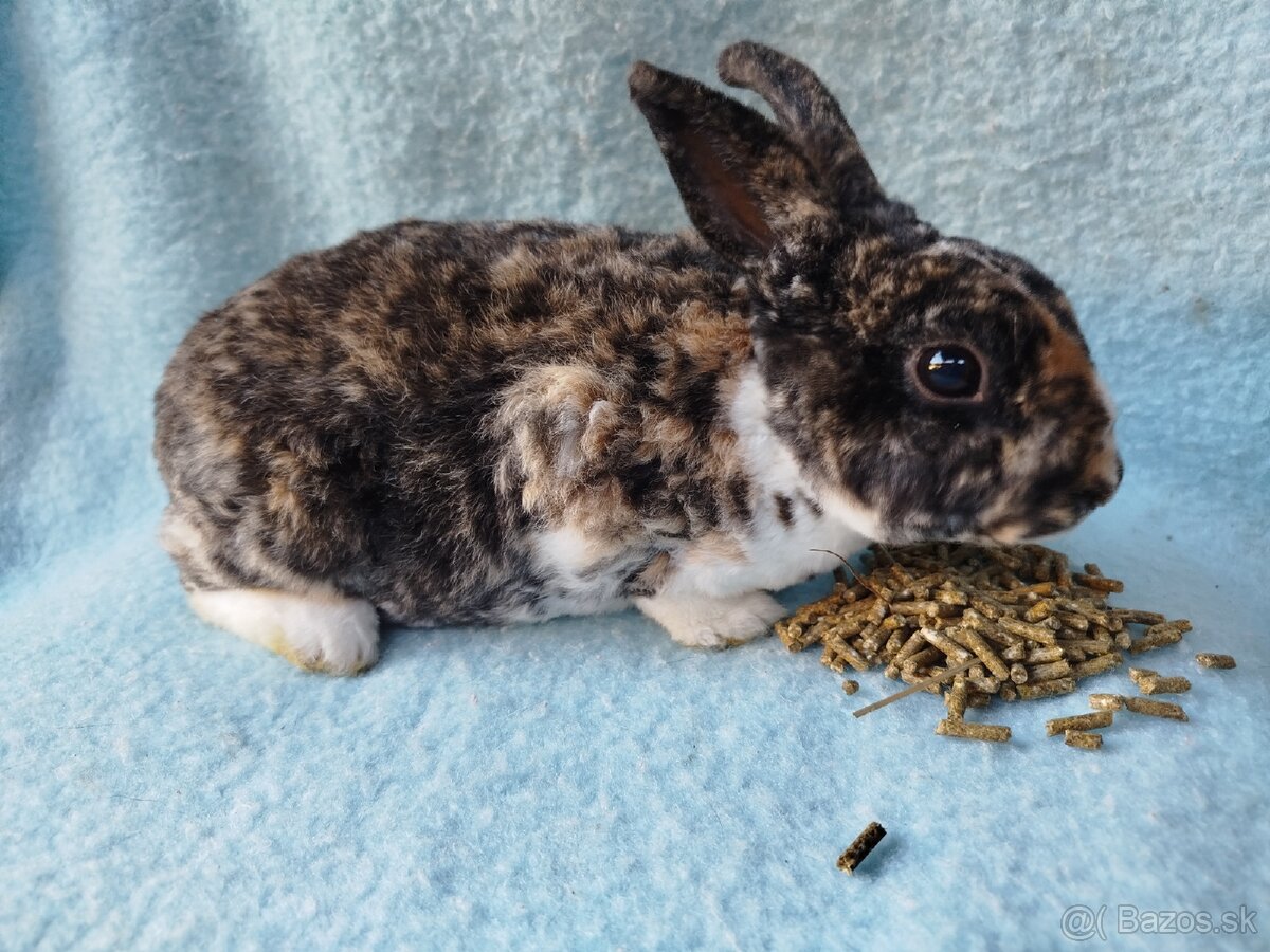 Zakrslý králik rex symb.cena - 3