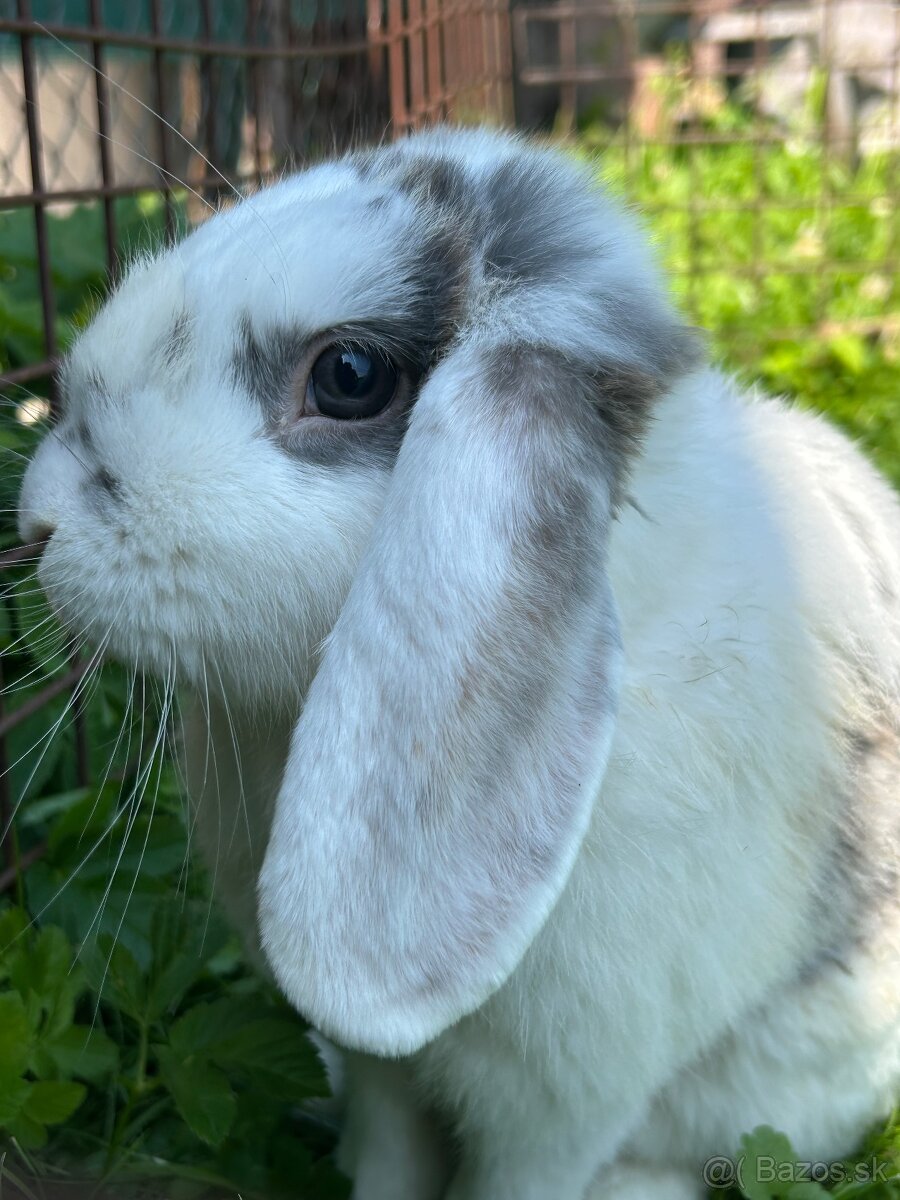 Zakrsly králik - 3