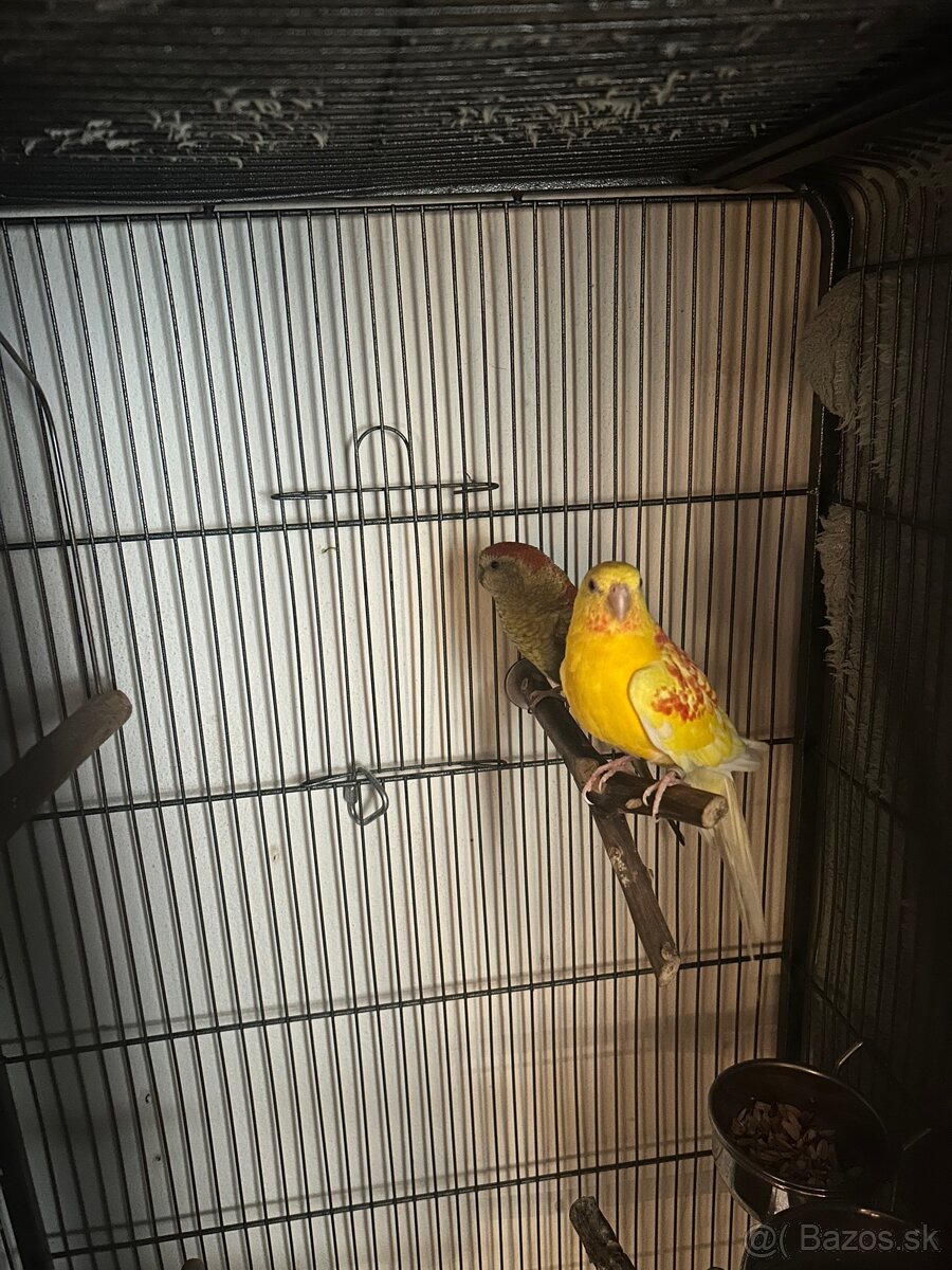 Papagáj spevavý - 3