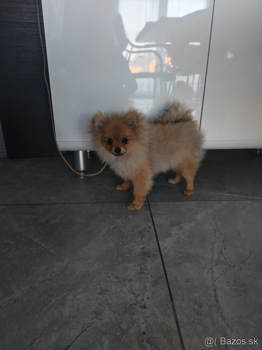 Pomeranian FCI - 3