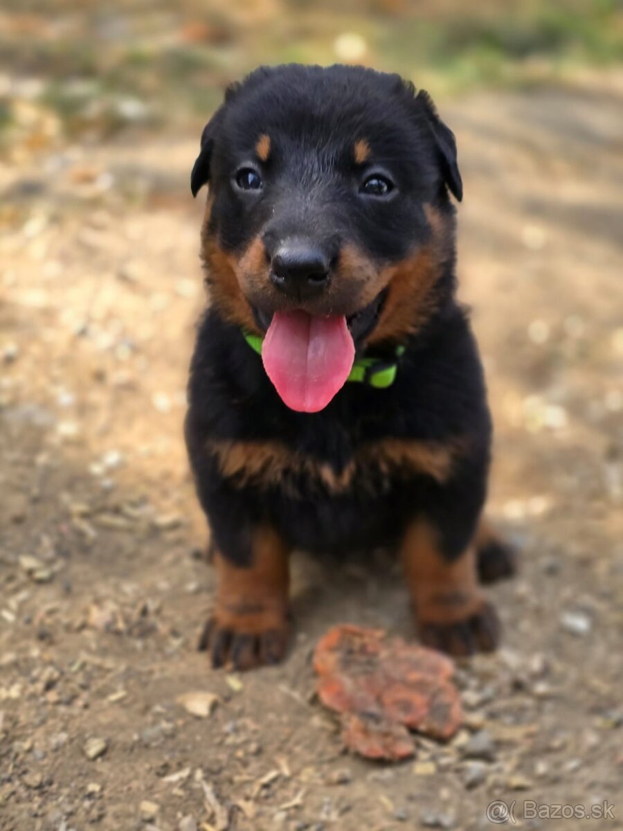 Beauceron s PP - 3