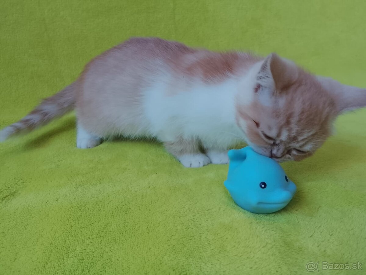 Exotické britské mačiatka - 3