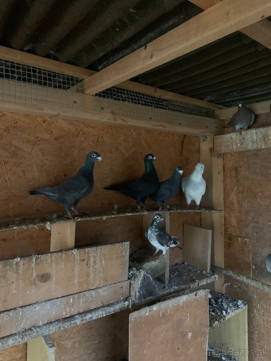 Predám holuby - 3