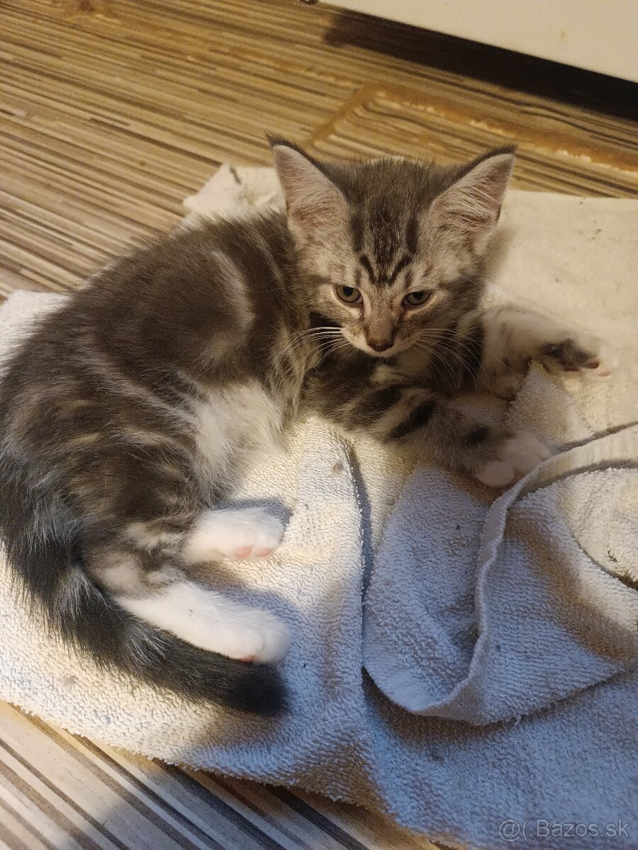 Britske maciatka - 3