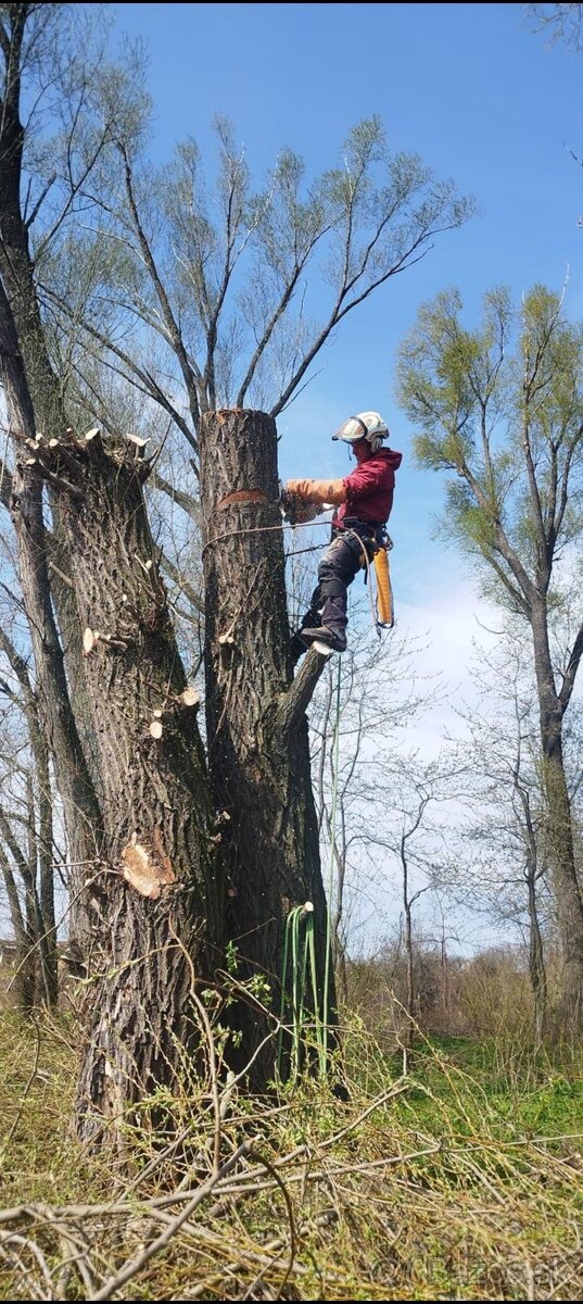Výruby a orezy stromov - 3