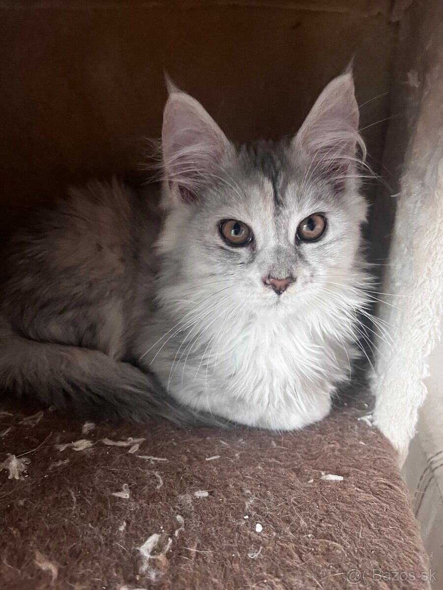 maciatko maine coon s PP Frost - 3