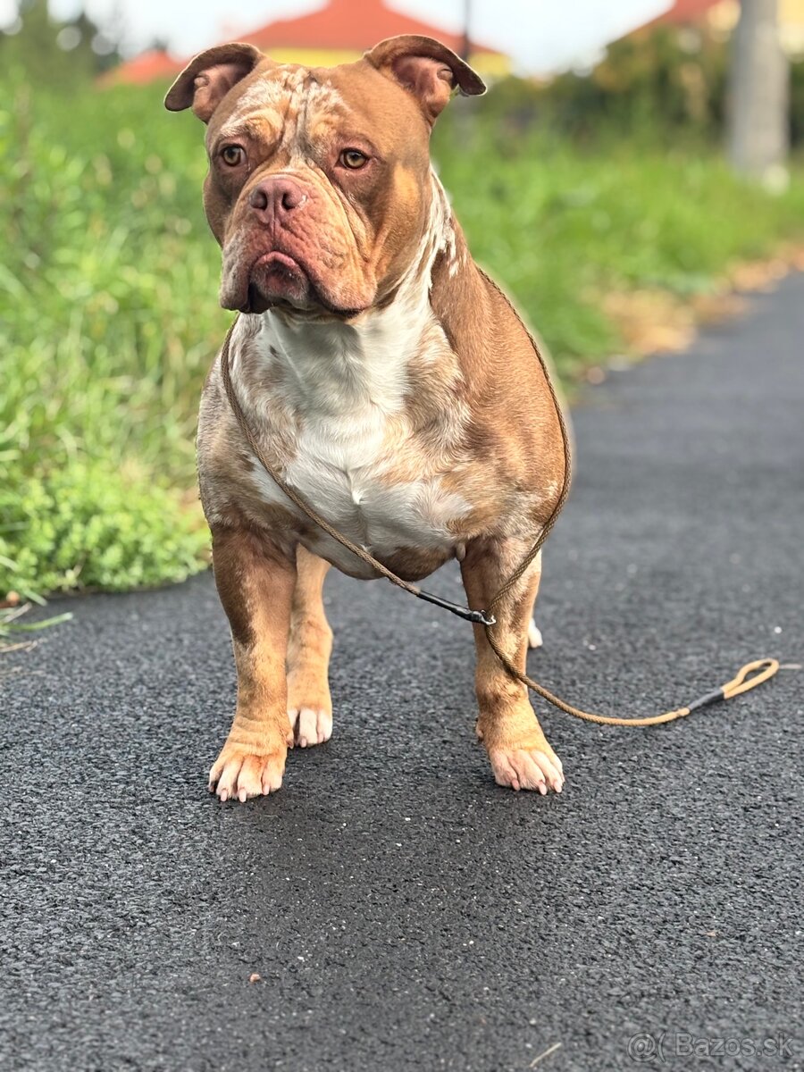 American Bully - 3