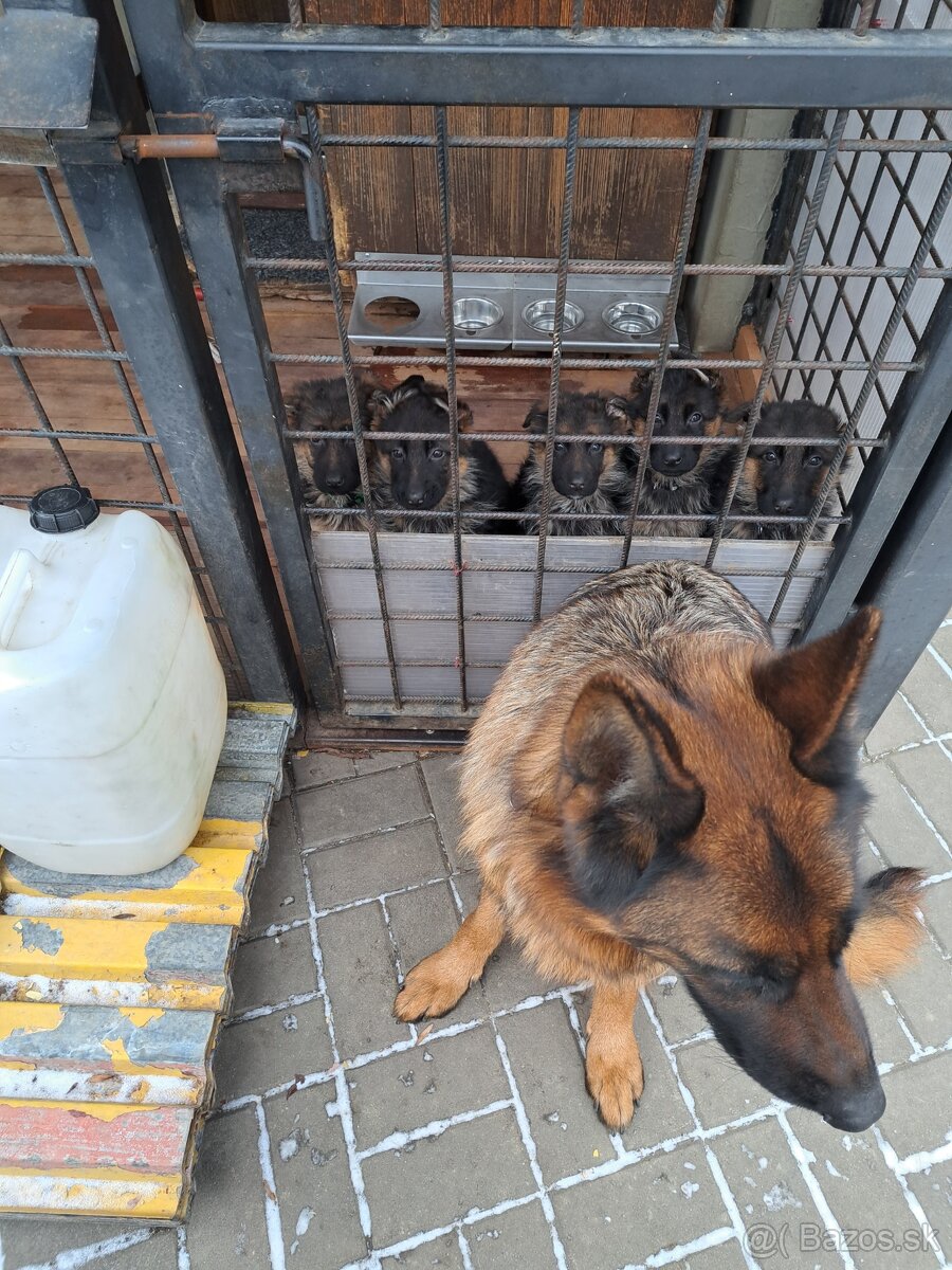 Nemecký ovčiak šteniatka - 3