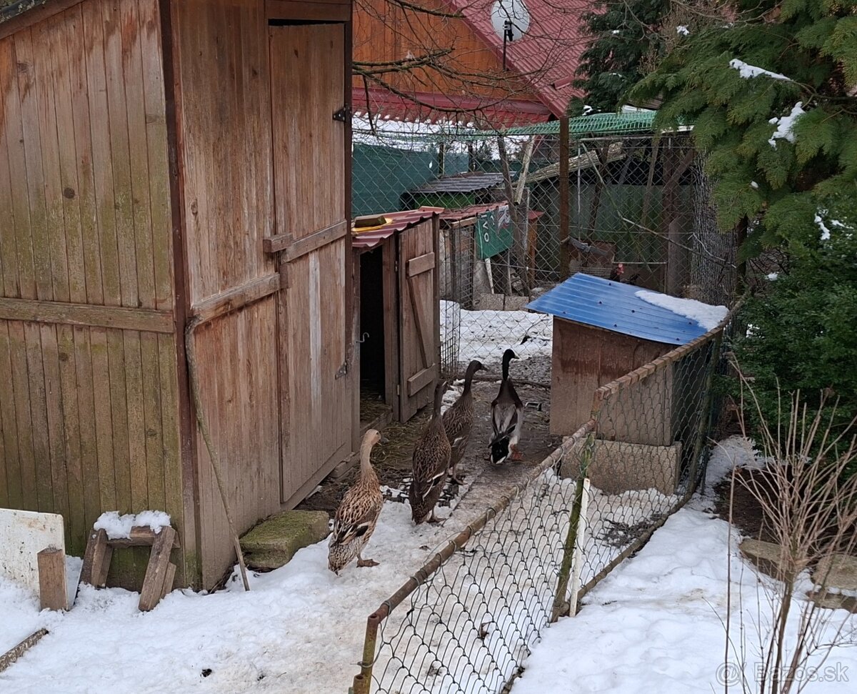 Indické bežce - kačice - 3