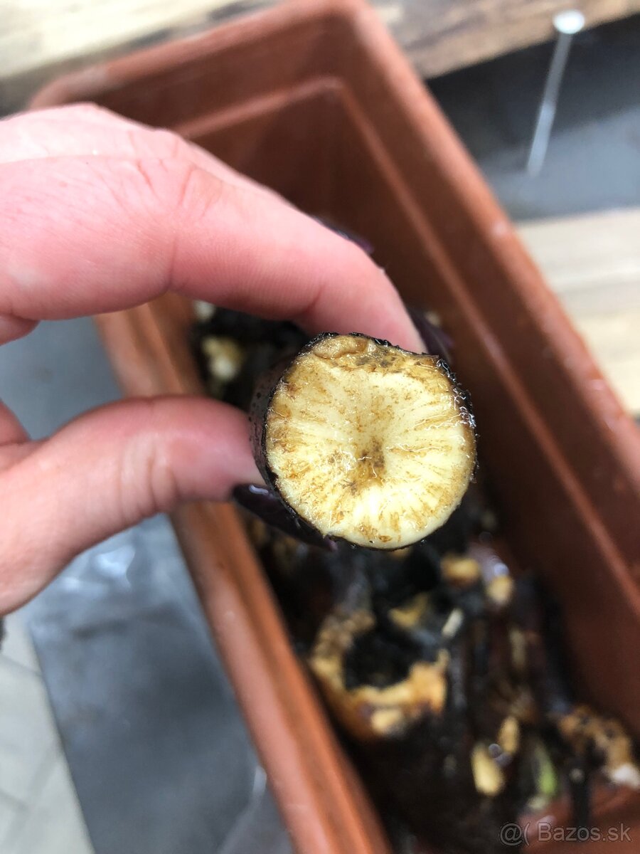 Kostihojová tinktúra - 3