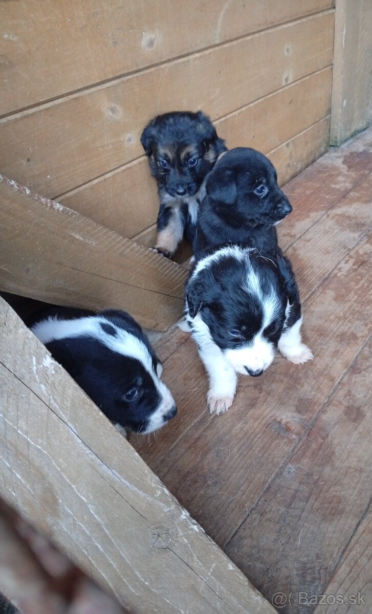 DARUJEM ŠTENIATKA - 3